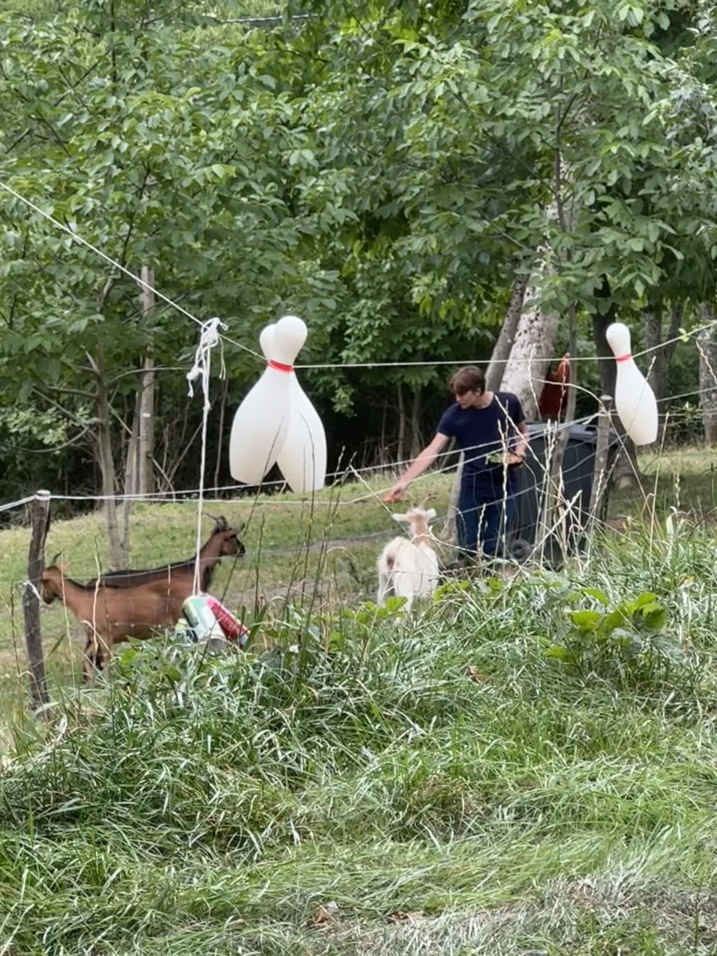 Kozy a ovce v ohrade pod stromami pri chalupe